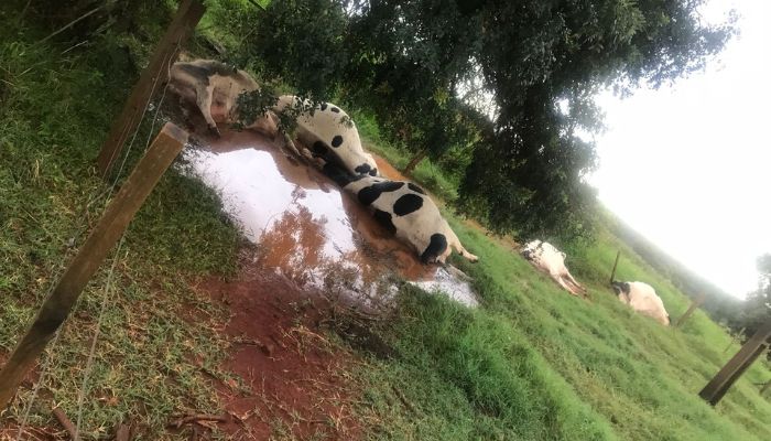 Campo Bonito - Raio atinge fazenda e mata seis vacas leiteiras